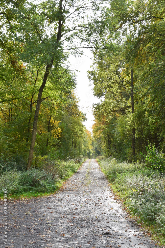 Canvas Prints herbstliche allee