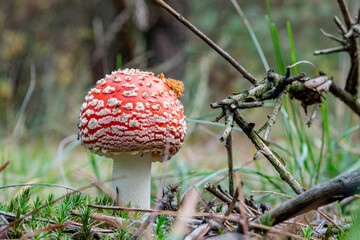 Closeup: Amanita poisonous mushroom growing in the autumn forest. Autumn forest background. Green...