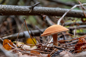 Close-up of light brown poisonous mushrooms in the autumn forest. Group of mushrooms in macro. Forest photo close up, forest background. Gathering mushrooms.