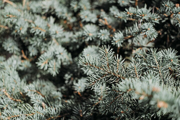 Naklejka na ściany i meble Merry Christmas and happy New Year background with evergreen branches. Fir tree or Christmas tree close up with bokeh lights. selective focus