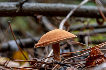Close-up of light brown poisonous mushroom in the autumn forest. Mushrooms in macro. Forest photo close up, forest background. Gathering mushrooms.