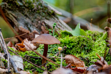Close-up of brown poisonous mushrooms with moss in the autumn forest. Mushroom in macro. Forest photo close up, forest background. Gathering mushrooms.