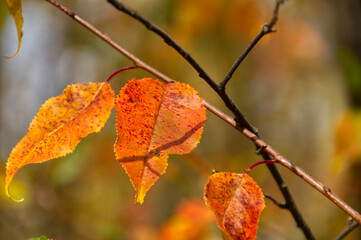 Autumn Leaves in the Sun