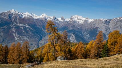 Fototapeta premium Lärchen im Wallis