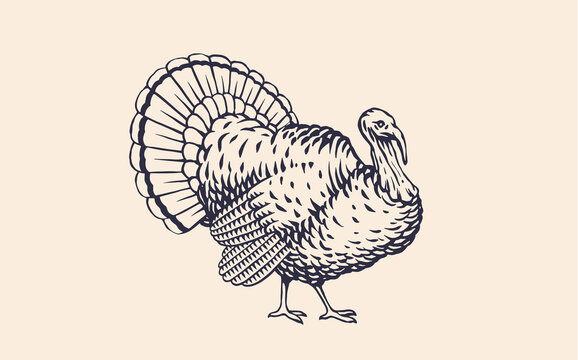 Turkey. Vintage retro print, black white turkey drawing, engrave old school style. Sketch artwork silhouette turkey on white background. Side view profile. Vector Illustration