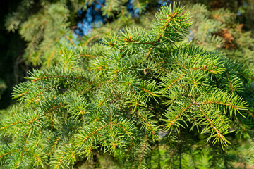 Green branches of a Christmas tree. Natural spruce texture.