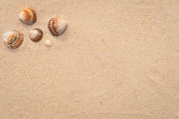 Fototapeta na wymiar Arrière-plan grains de sable de mer, sable fin de plage et coquillages. 