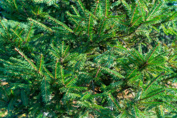 Green branches of a Christmas tree. Natural spruce texture.