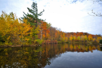 Reflection of autumn leaf color in the pond at the public park