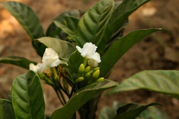 Jasmine flowers and buds in the plant.