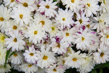 Bush of chrysanthemum blossom, top view. Bright bouquet of blooming dwarf chrysanthemum, autumn flowering of decorative flowers.