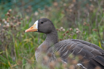 Portrait of a Greenland white fronted goose (anser albifrons flavirostris) © tom