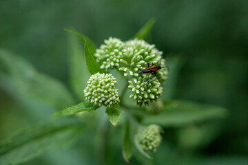 Käfer auf einer Blüte