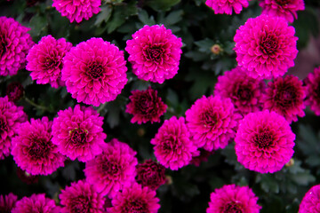 Bush of chrysanthemum blossom, top view. Magenta bouquet of blooming dwarf chrysanthemum, autumn flowering of decorative flowers.