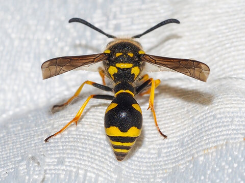 Heath Potter Wasp (Eumenes coarctatus), female