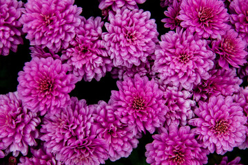 Bush of chrysanthemum blossom, top view. Magenta bouquet of blooming dwarf chrysanthemum, autumn flowering of decorative flowers.