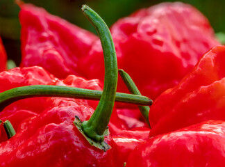 Carolina Reaper Chili after harvesting from plant in fresh condition