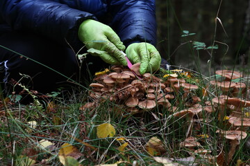 Mushroom picker cuts mushrooms with a knife