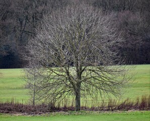 Obraz premium bare tree in the field