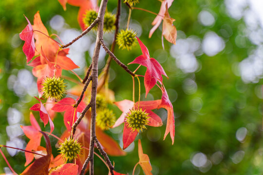 detail of liquidambar (sweetgum tree) seeds and leafs with blurred background - autumnal background