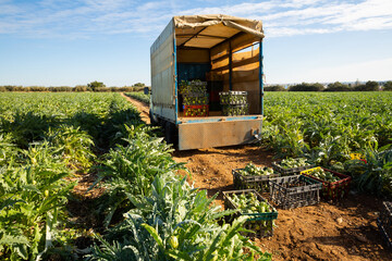 Loading of artichoke harvest. View of truck and plastic boxes with freshly harvested artichokes on farm field
