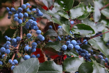 Stechpalme, Früchte, Beeren, Palme