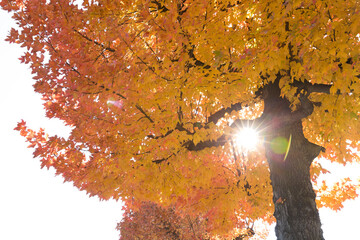 紅葉の木から射し込む光