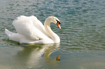 beautiful swan