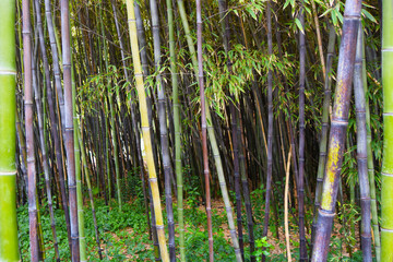 Bosque de bambú en el Jardín Bótanico de La Concepción en Málaga	