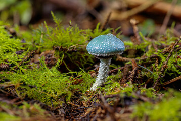 Stropharia aeruginosa, commonly known as the verdigris agaric, is a medium-sized green, slimy...