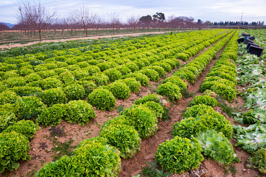 Smooth rows of lettuce on the field. High quality photo