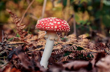 side view of a red mushroom or toadstool growing out of brown and orange leaves. Dark color theme in autumn forest scene with a fern leave in the background.