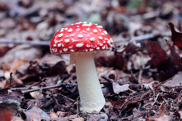 close up of a fly mushroom or toadstool growing on the forest floor, brown and orange autumn leaves, sideview looking onto the mushroom steam and the red cap with white harry dots, Amanita muscaria