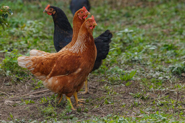 glückliche Freiland Hühner 