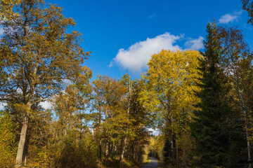 Fototapeta na wymiar Beautiful view of autumn yellowed forest trees on blue sky background.