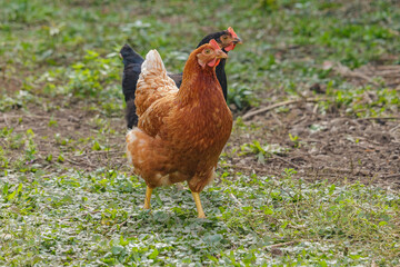 glückliche Freiland Hühner 