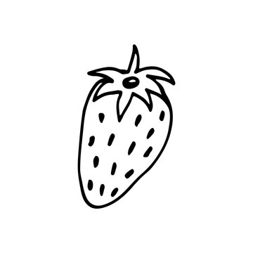 Doodle image of strawberries. Vector image of a fruit. Hand-drawn image for print, web, textile.