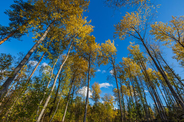 Beautiful view of over autumn colorful tree tops on blue sky background. Gorgeous nature background.