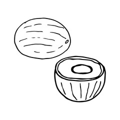 Doodle image of coconuts. Vector image of a fruit. Hand-drawn image for print, web, textile.