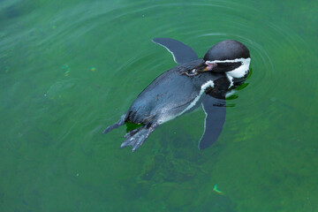 Naklejka premium Humboldt penguin (Spheniscus humboldti)