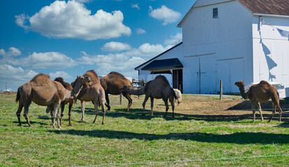 Herd of Camels seen in Dutch Pennsylvania on a Amish Farm on a Sunny Spring Day