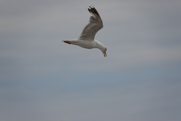 seagull in flight over the blue sea