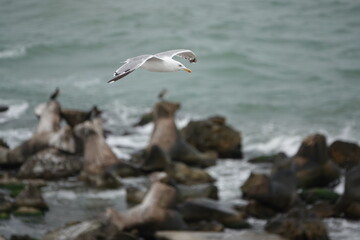 seagull in flight over the blue sea