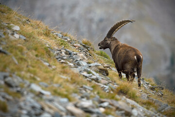 Alpine ibex walks through a meadow