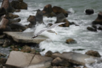 seagull in flight over the sea

