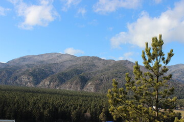 landscape with trees