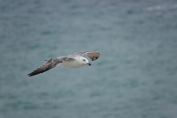 seagull in flight over the sea

