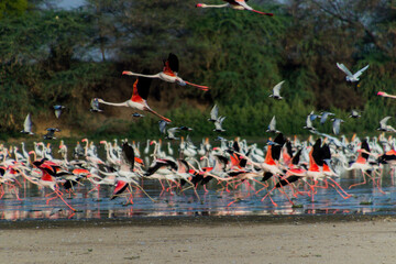 Flock of Flamingos at Thol lake