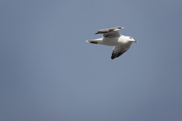 seagull in flight over the sea

