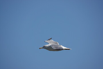 seagull in flight over the sea

